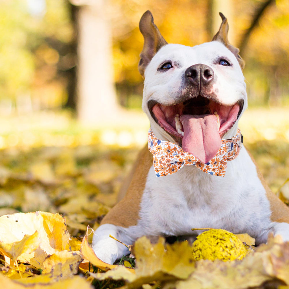 Unique Style Paws Adjustable XS-XL Collar, ensures a secure fit for dogs of all sizes.
