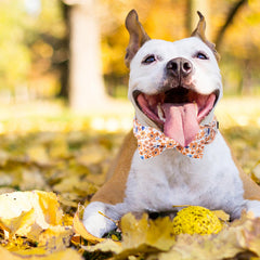 Unique Style Paws Adjustable XS-XL Collar, ensures a secure fit for dogs of all sizes.