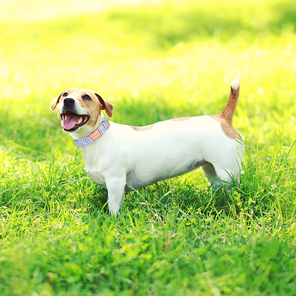 Unique Style Paws durable D-ring collar with easy leash attachment