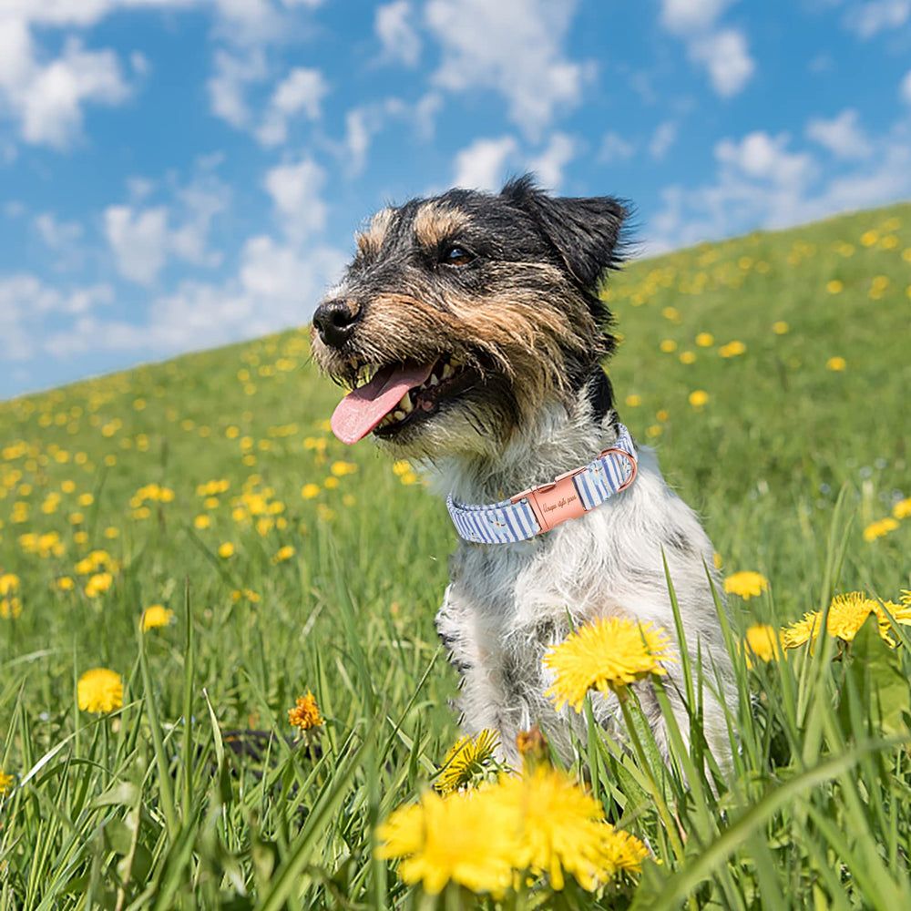 Unique Style Paws adjustable dog collar in five sizes for growing dogs