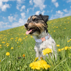 Unique Style Paws adjustable dog collar in five sizes for growing dogs