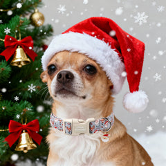 Unique Style Paws dog collar ideal for indoor parties and outdoor strolls.