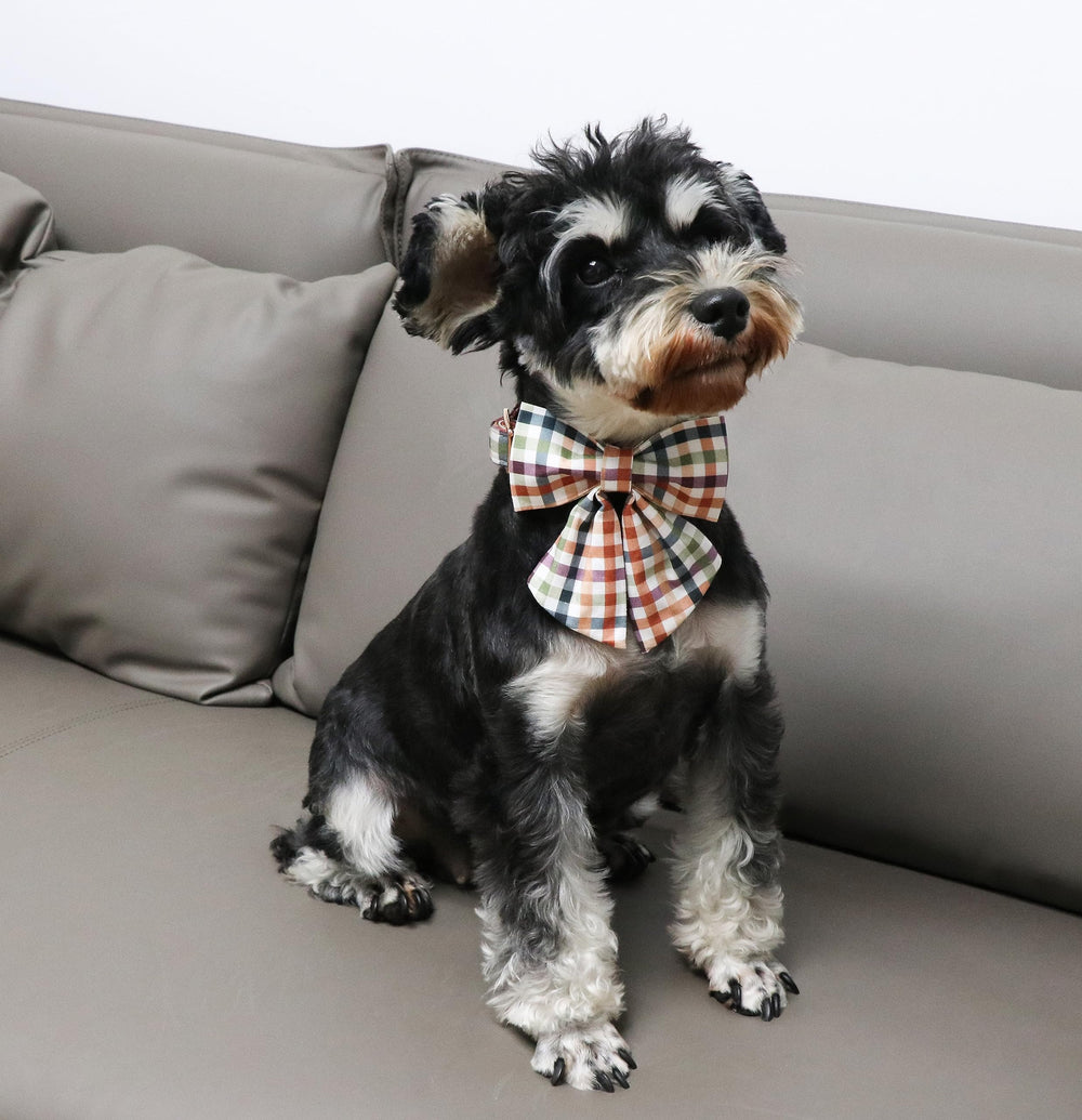 Unique Style Paws dog wearing collar during outdoor walk highlights comfort.