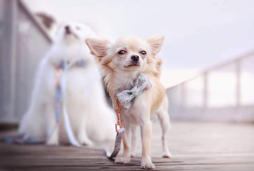 Unique Style Paws hand-sewn bow tie collar adds cute flair during outings.
