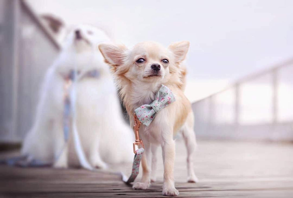 Unique Style Paws hand-sewn bow tie collar adds cute flair during outings.