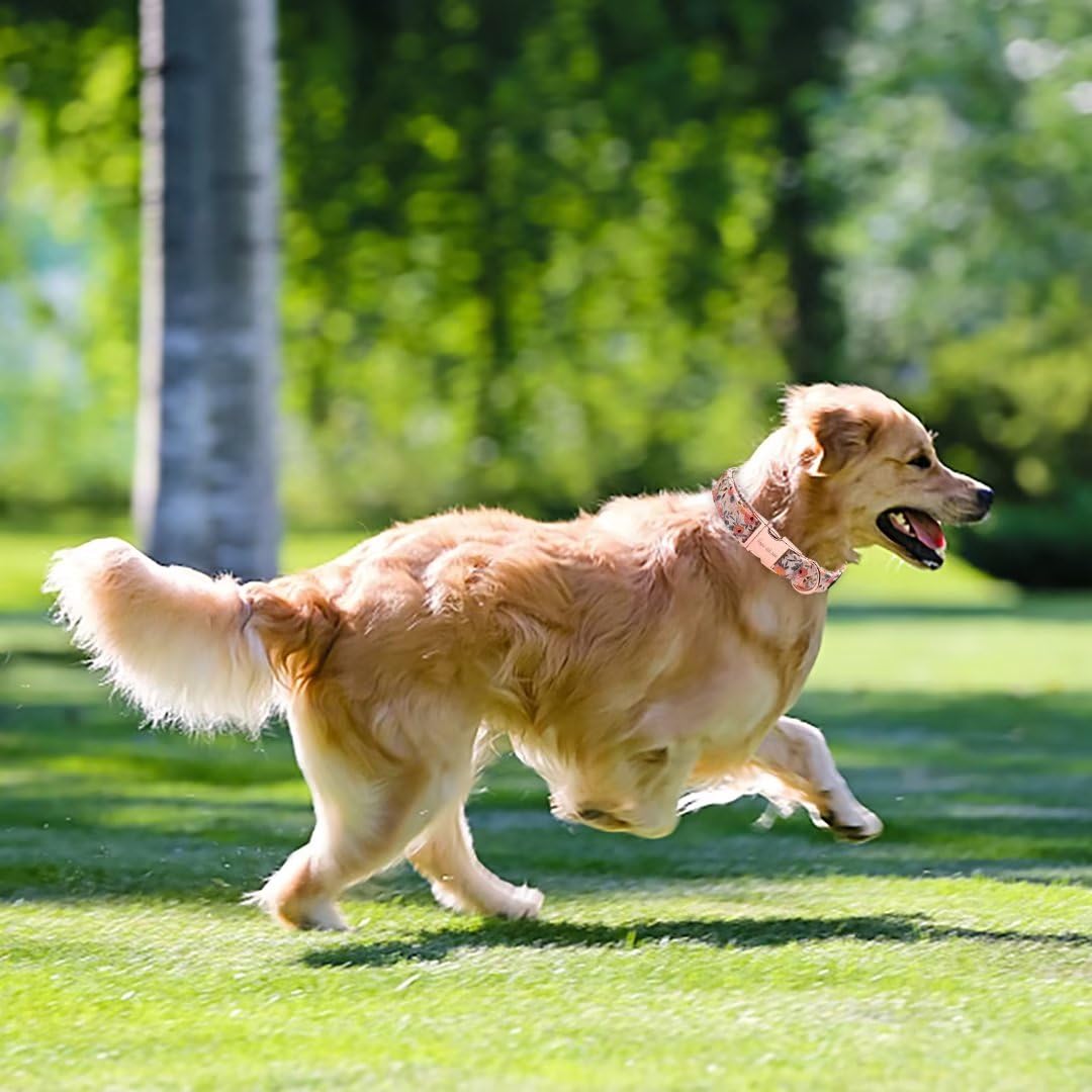 Unique Style Paws pink collar on dog demonstrates adjustable fit