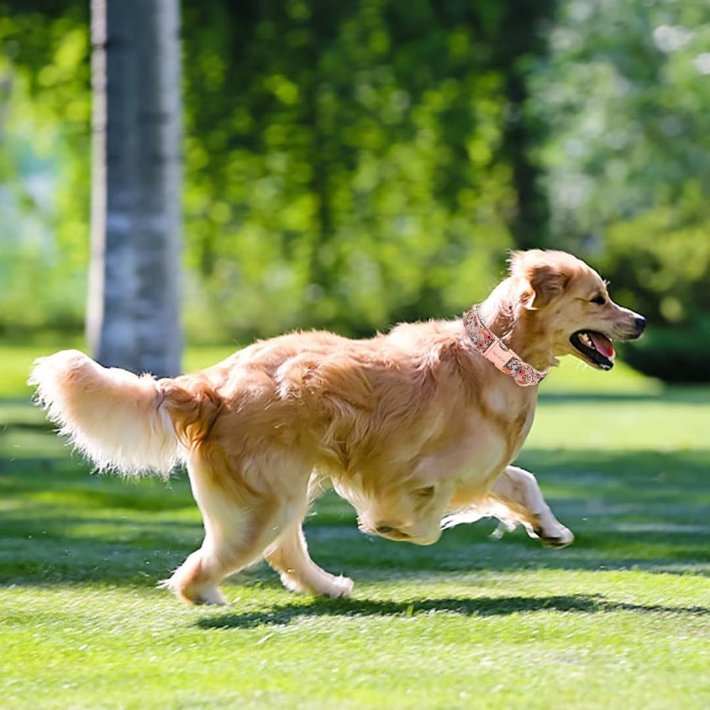 Unique Style Paws pink collar on dog demonstrates adjustable fit