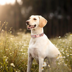 Unique Style Paws rose-pattern detail highlights charming design for dogs