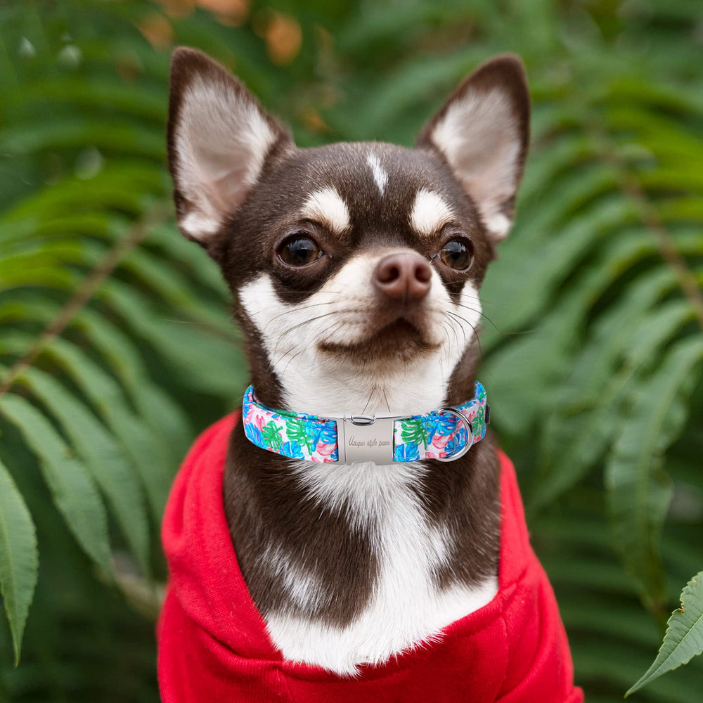 Unique Style Paws size-adjustable collar fits small to large dogs.