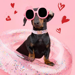Unique Style Paws Valentine Rainbow Unicorn collar cotton material feels soft on fur