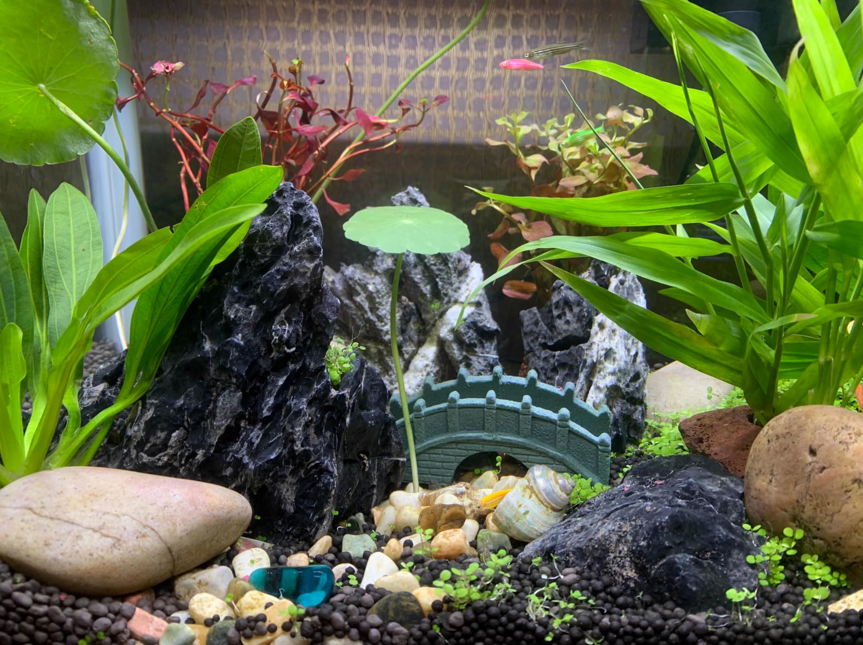 Unocho Seiryu stones waterfall-shot highlights natural water-flow aesthetics in aquascapes