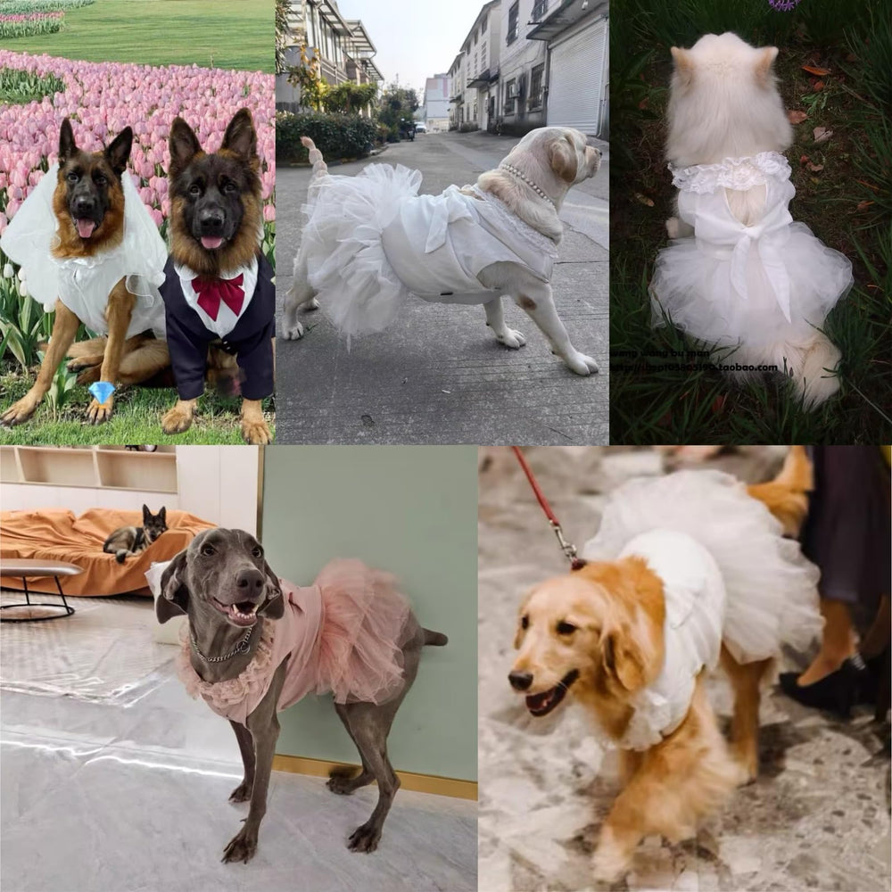 UOSIA dog-white-dress-formal-occasion offers versatile wear for formal gatherings and holidays.
