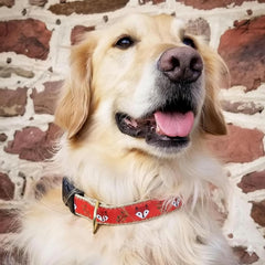 Up Country Foxy Pattern collar showing brass hardware and quick-release buckle for secure use.