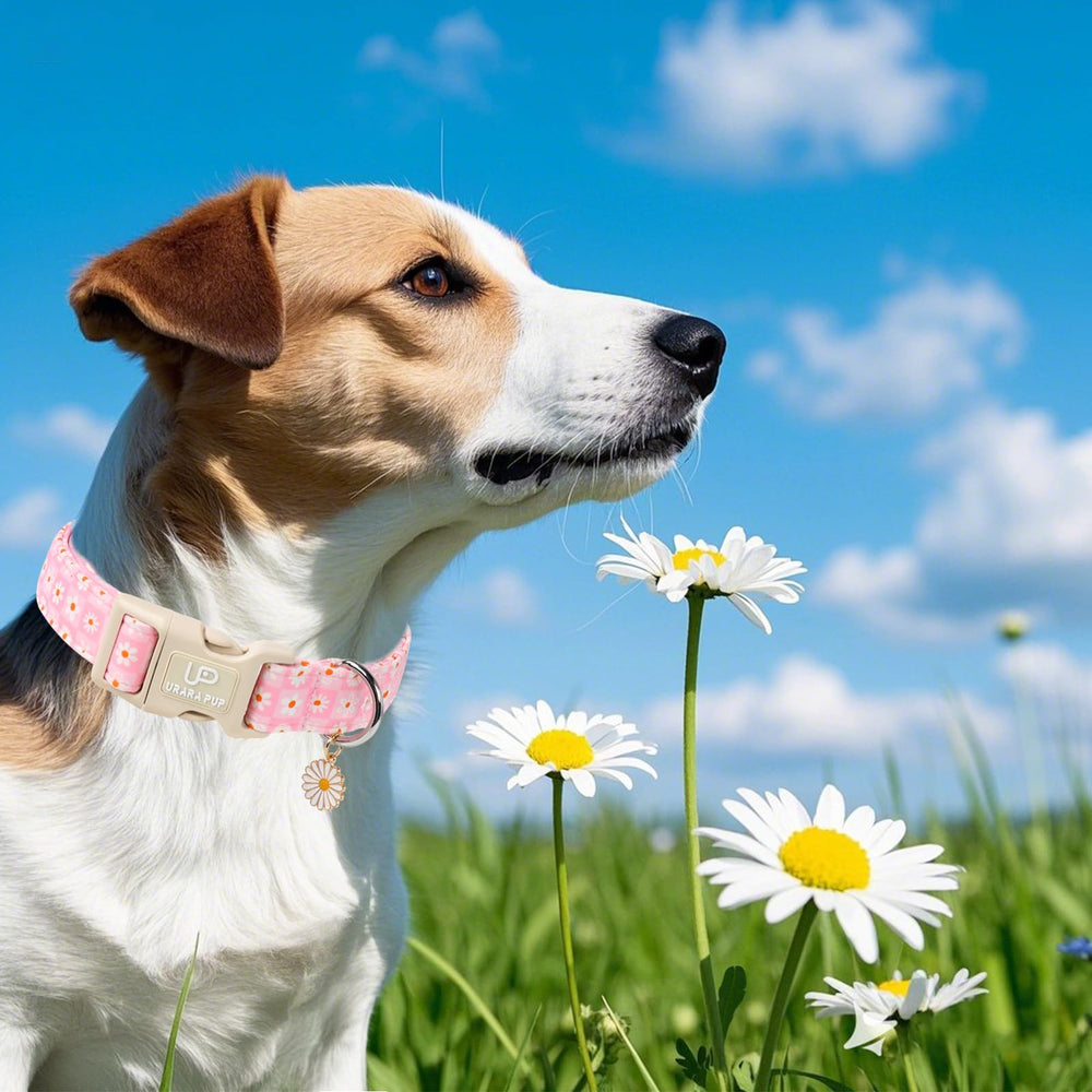 UP URARA PUP durable D-ring and quick-release buckle for easy leashed walks