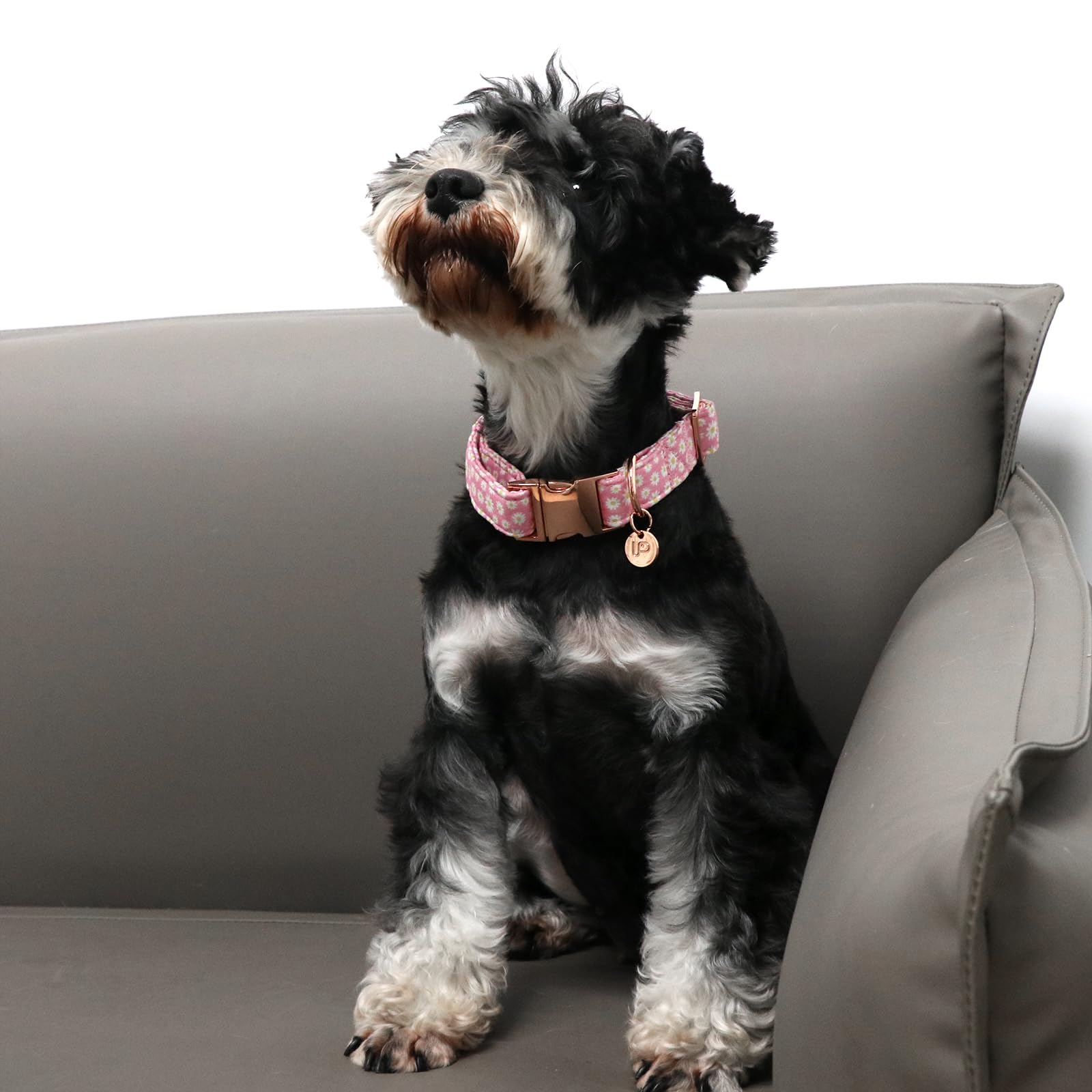 UP URARA PUP daisy collar worn during walk emphasizes lightweight breathable design.