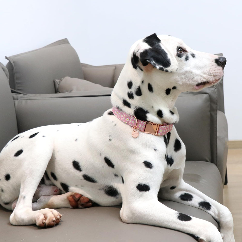 UP URARA PUP daisy collar packaging presents a gift-ready summer option.