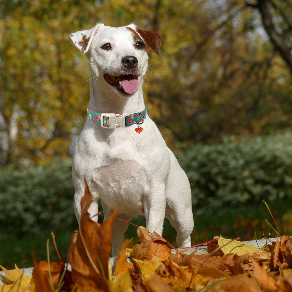 UP URARA PUP fall-collar in XS-XL sizing fits a range of dogs.