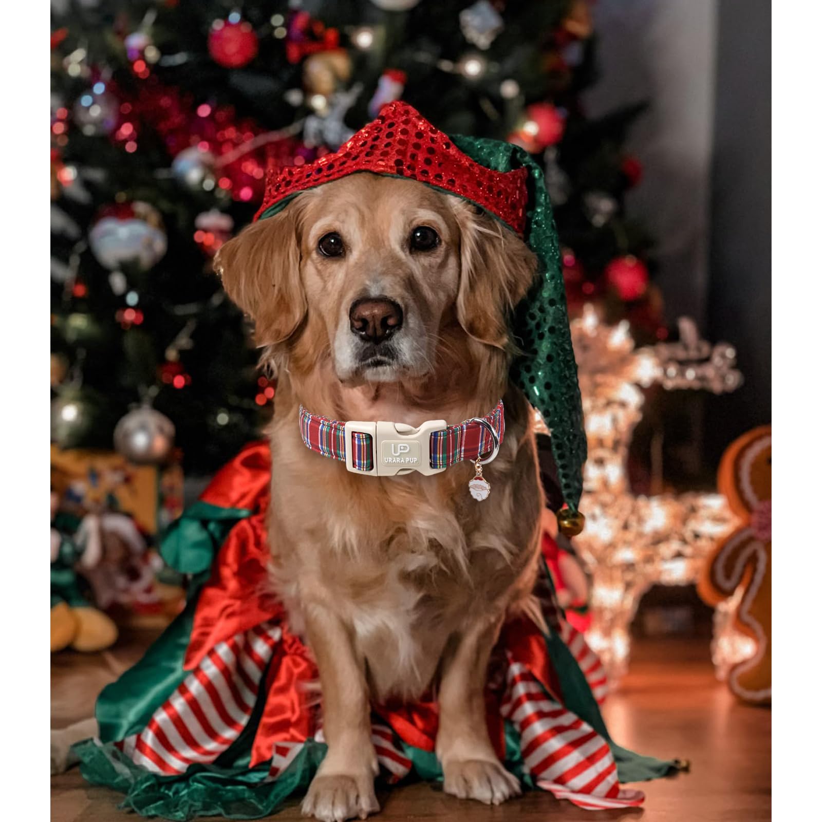 UP URARA PUP reinforced stitching for long-term dog wear.