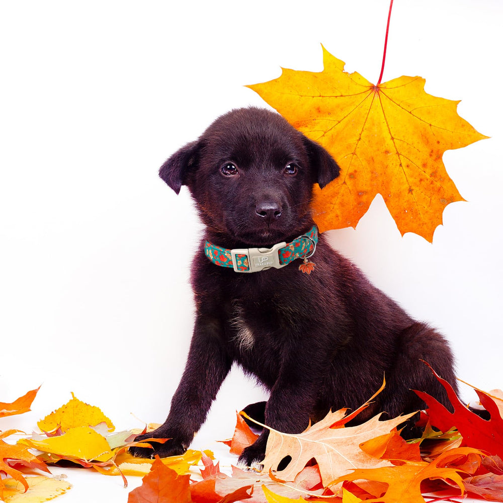 UP URARA PUP reinforced D-ring enables reliable leash or tag attachment.