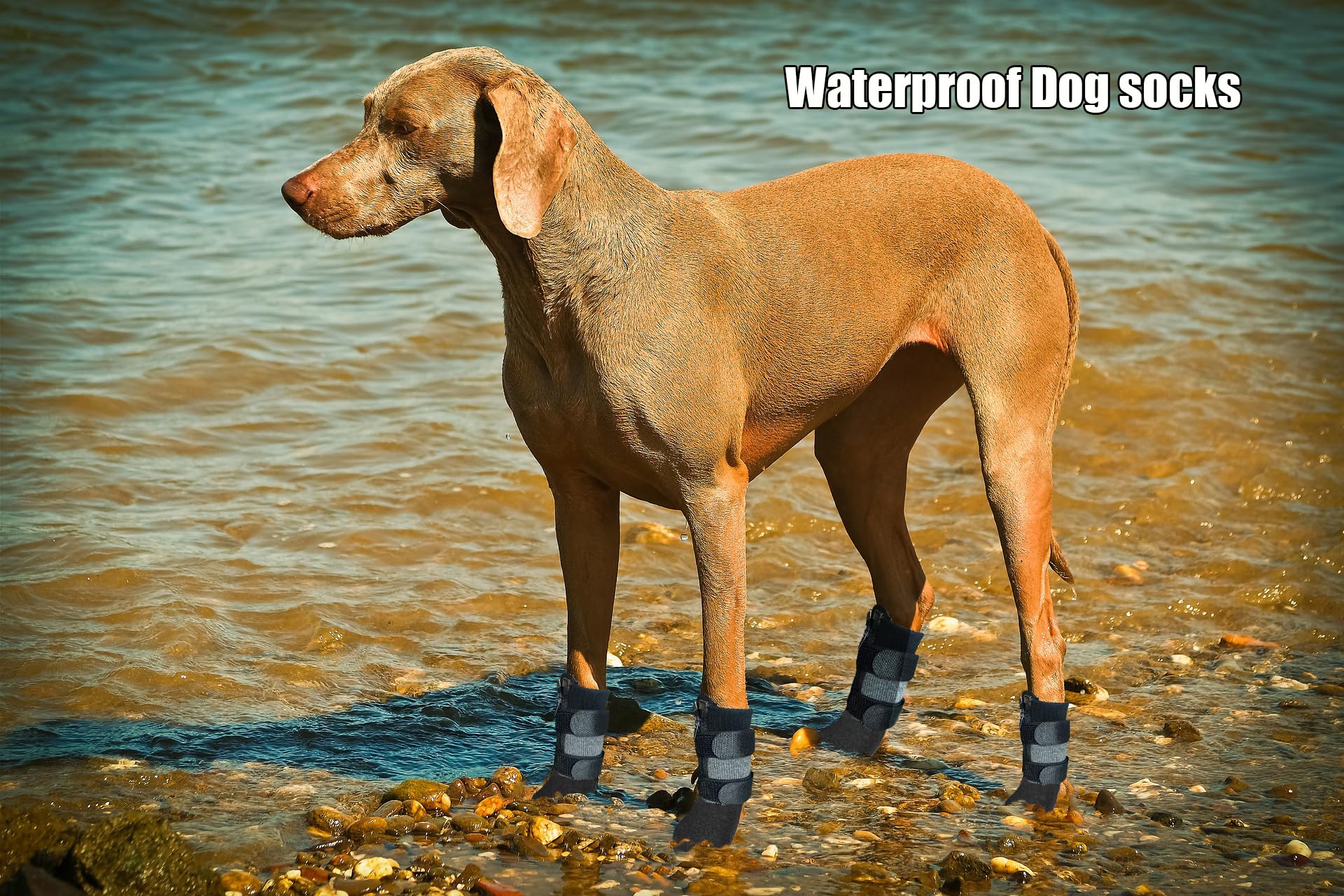 VALFRID dog shoes outdoors on snow illustrate dry paws and protection.