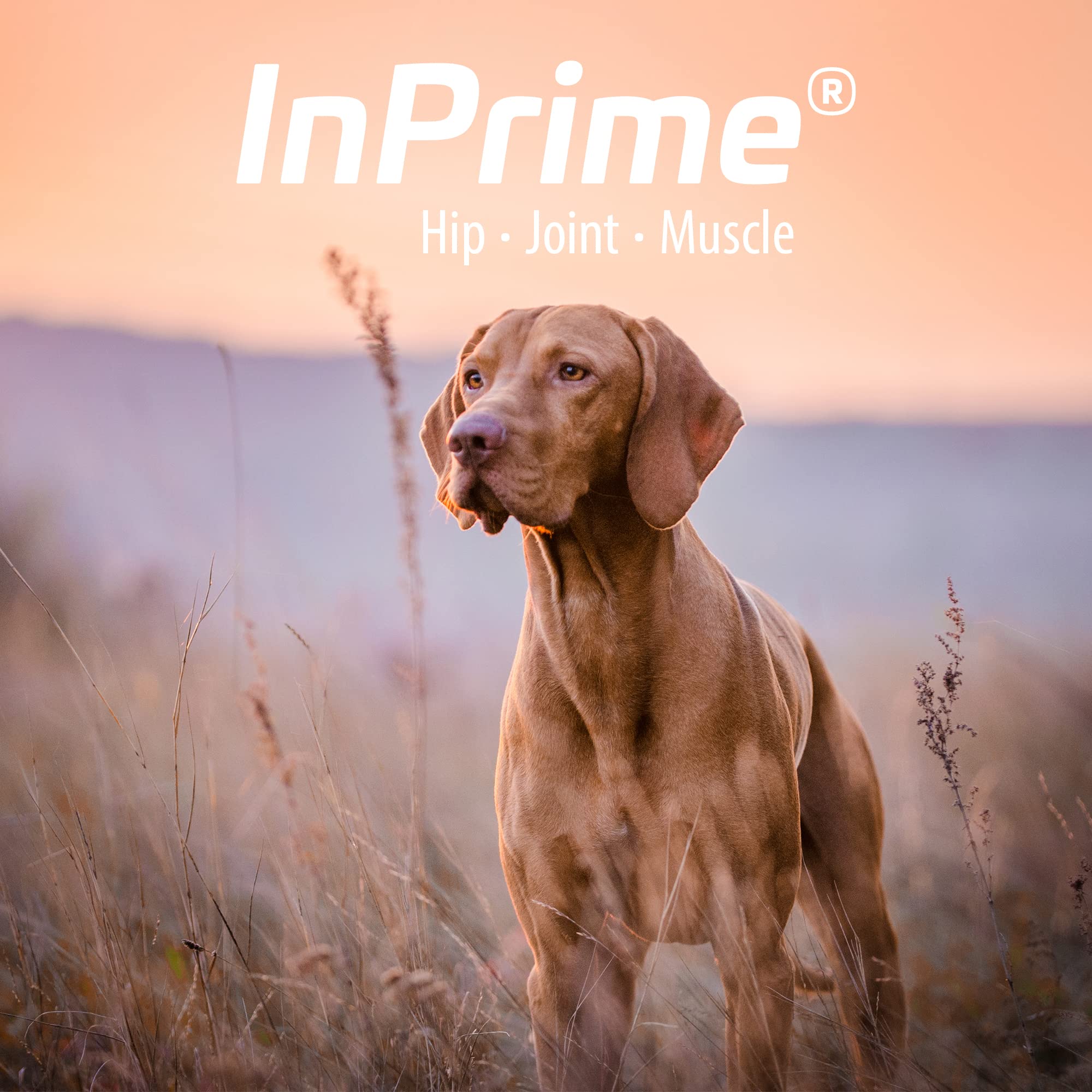 Close-up of InPrime Canine chews by Van Beek shows texture and flavor aiding routine.
