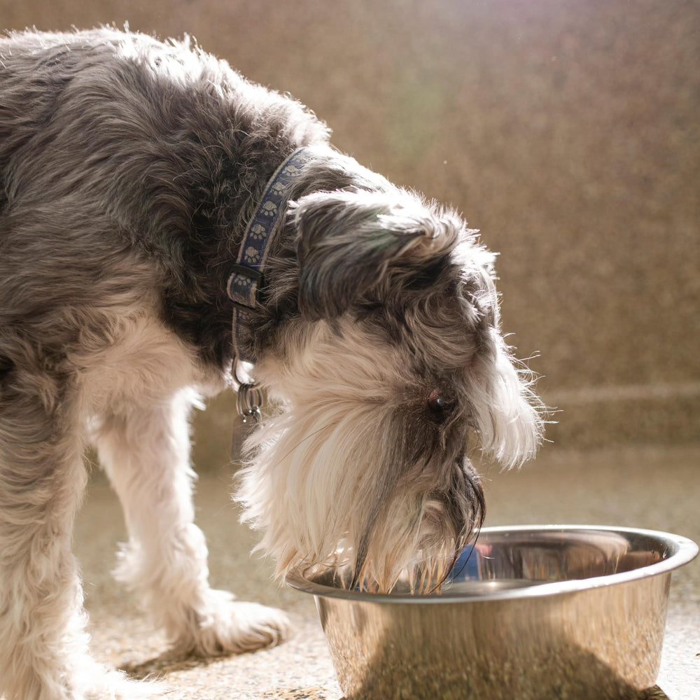 Outdoor or indoor use; perfect for camping or picnics with pets