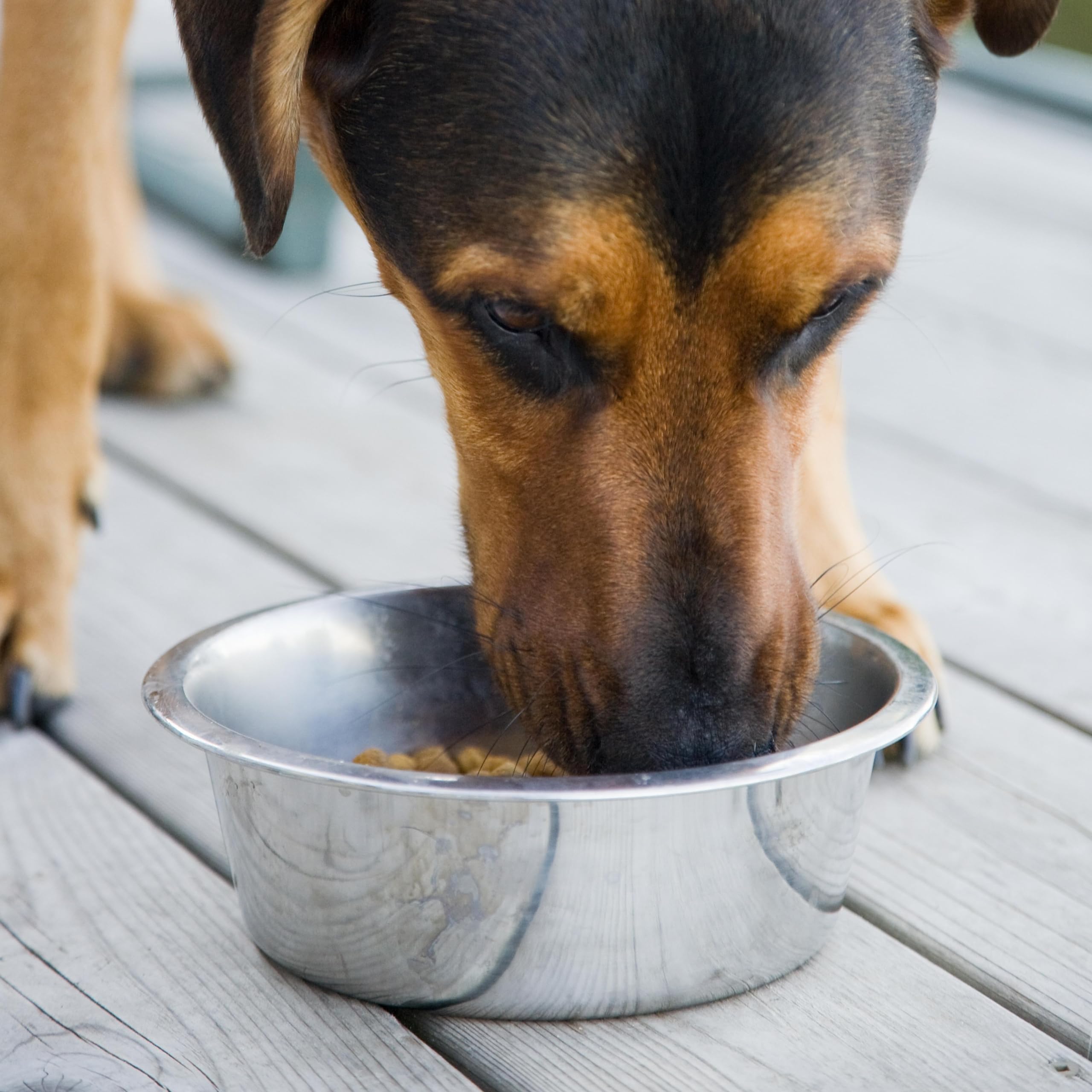 Vanacara durable bowls for outdoor, camping, or park feeding.