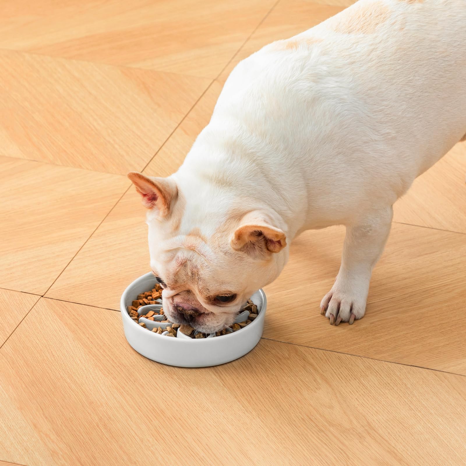 Vancasso slow-feeder bowl supports portion control in compact 0.6-cup capacity