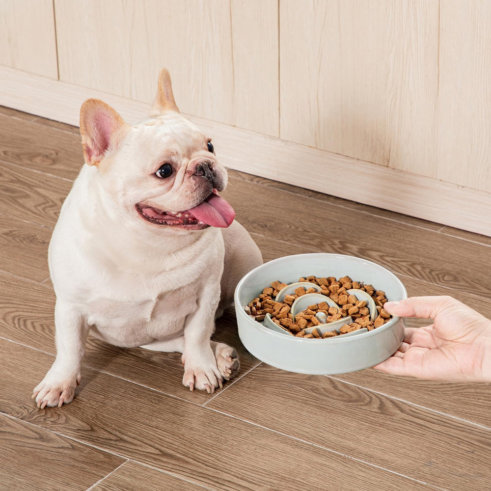 Vancasso bowl suitable for cats and small dogs use cases