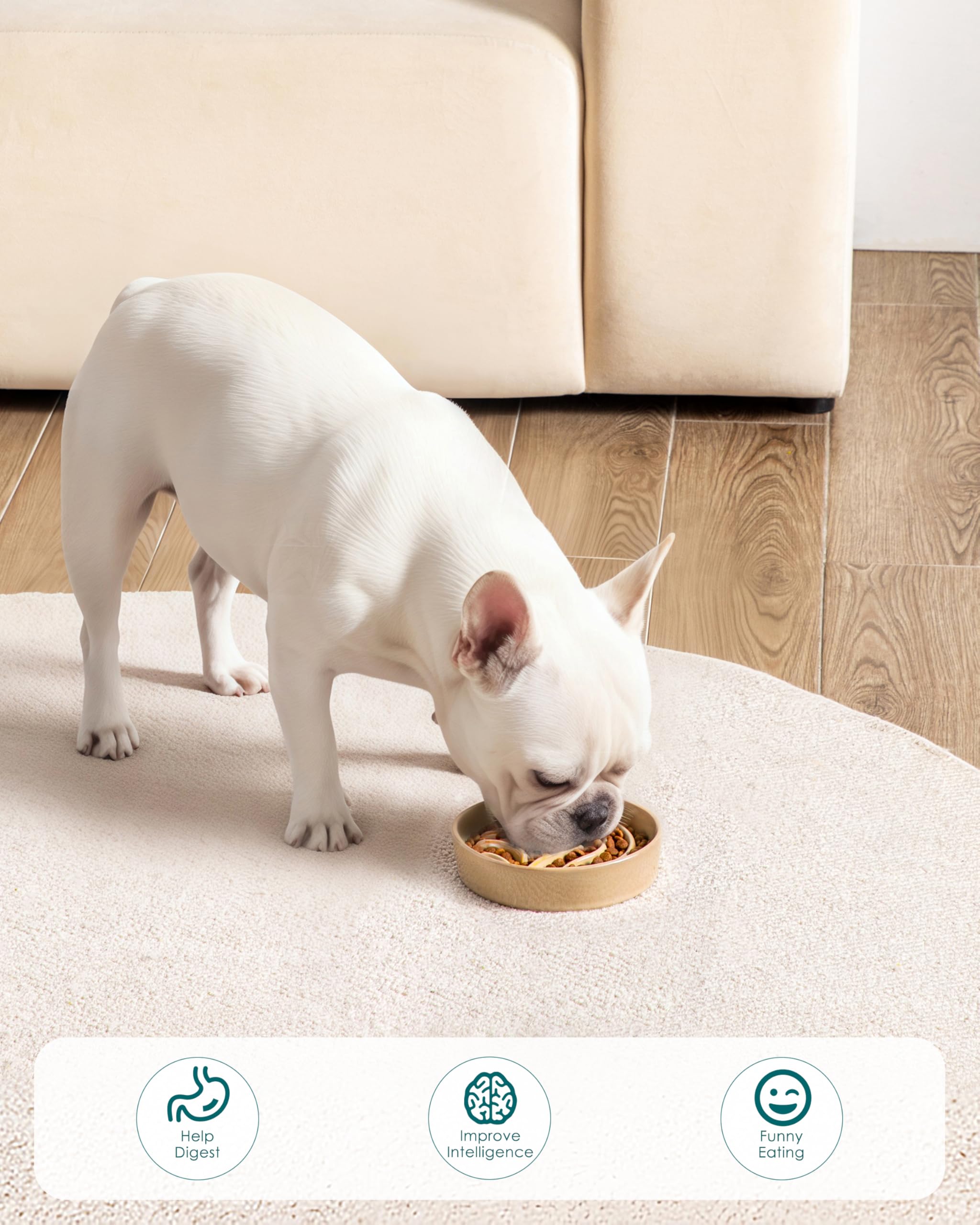 Vancasso dog eating from the maze bowl during feeding time