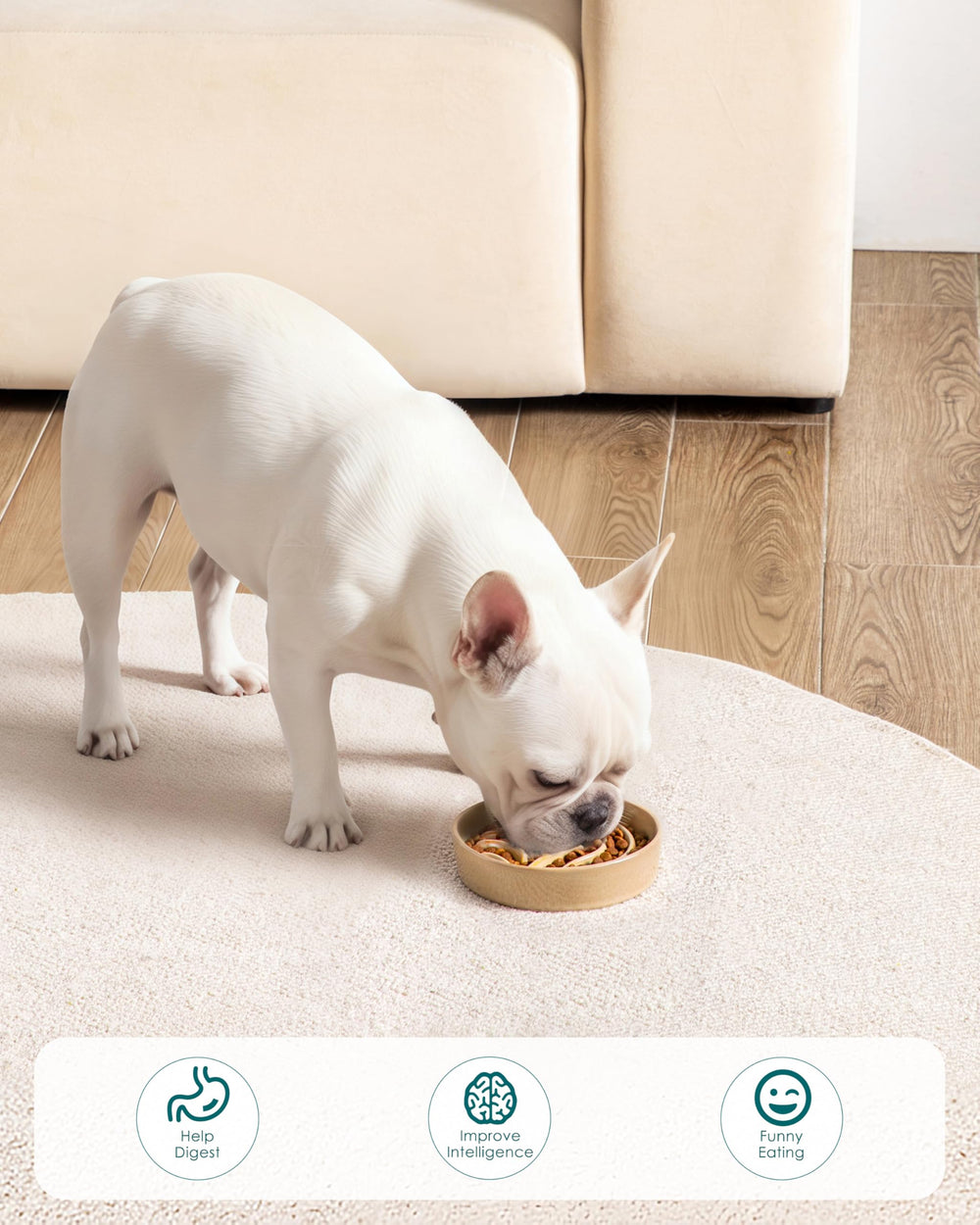 Vancasso dog eating from the maze bowl during feeding time