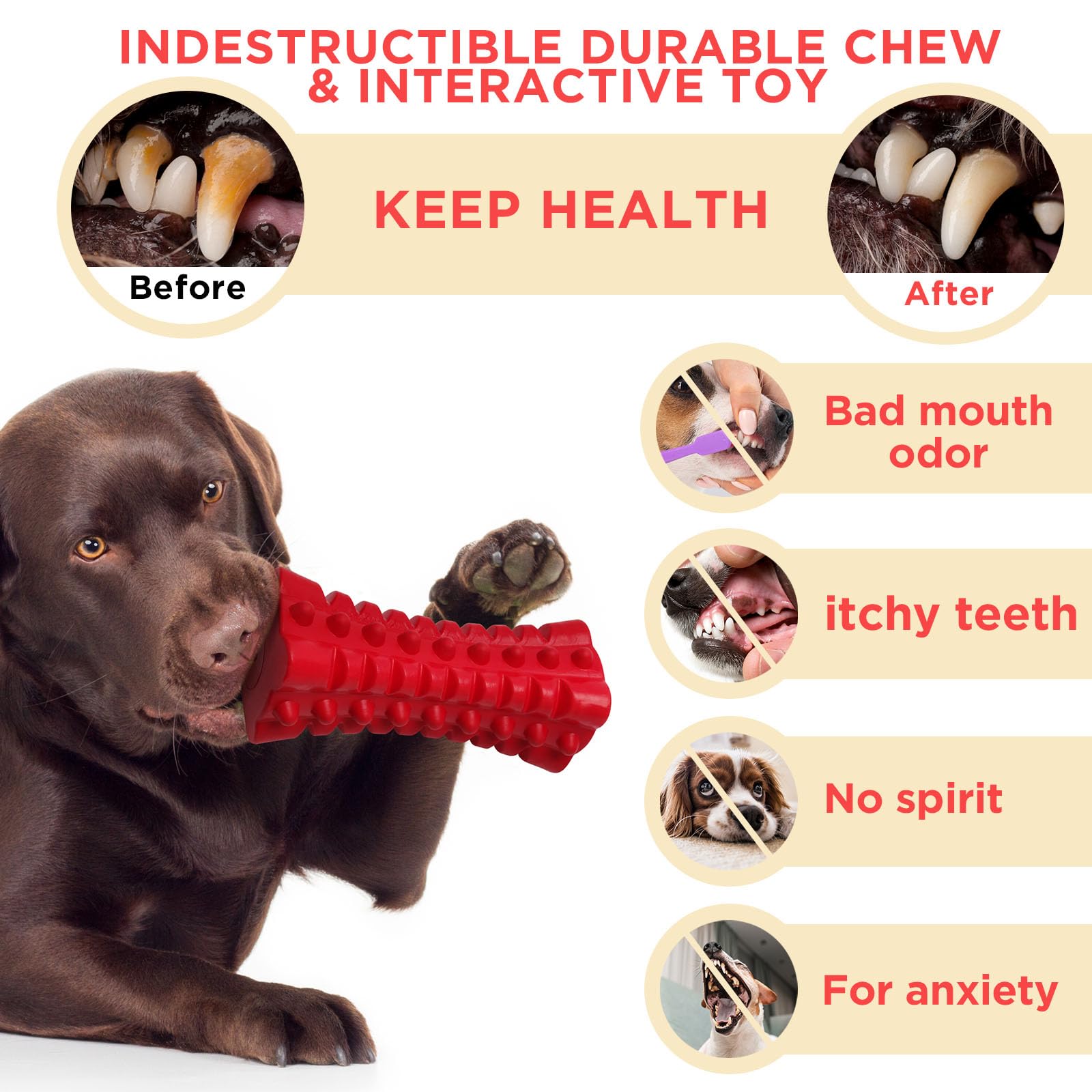 VANFINE indoor play scene with dog using the squeaky toy