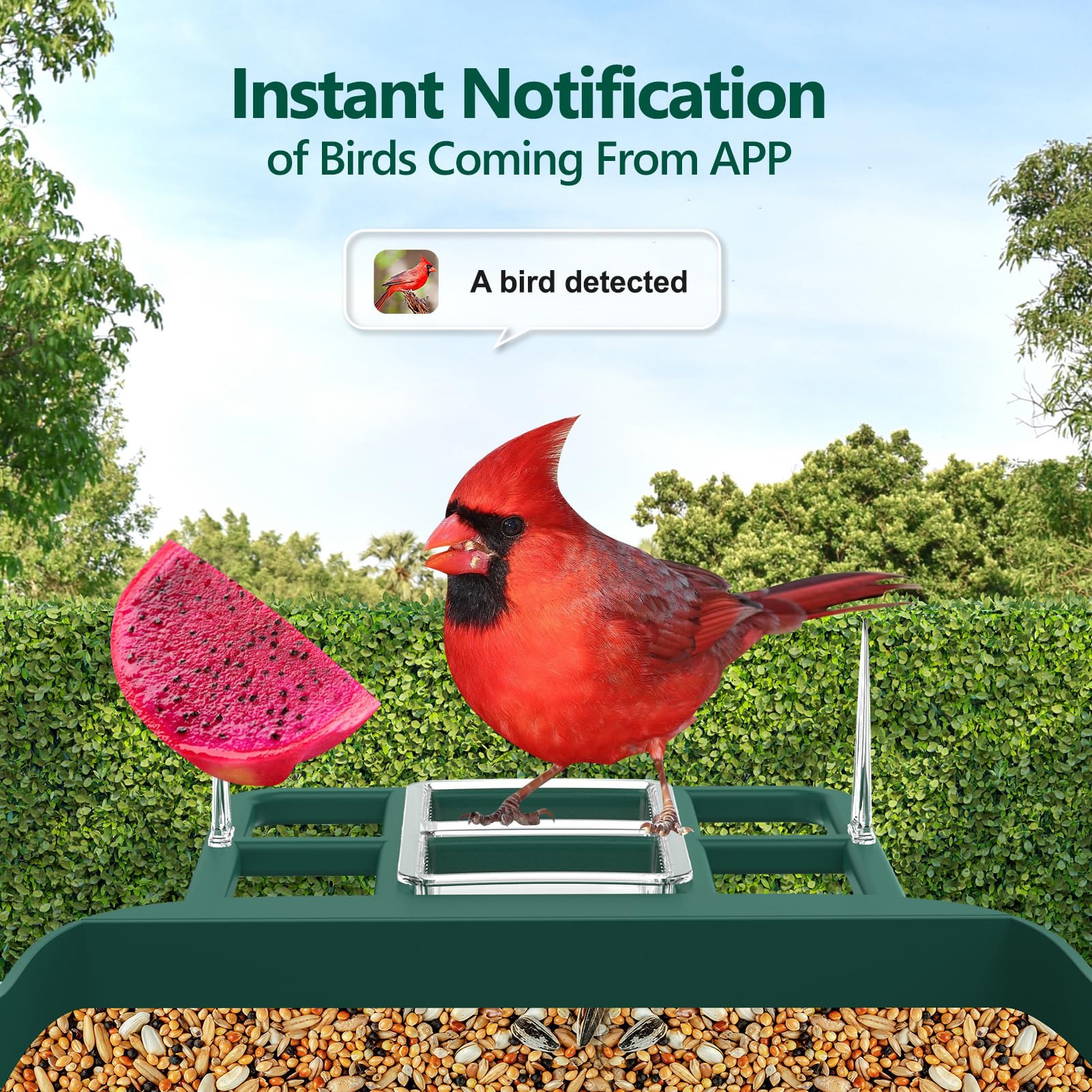 Vatjubi Bird Feeder Camera WiFi setup for seamless live streaming