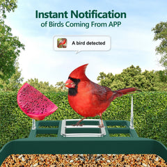 Vatjubi Bird Feeder Camera WiFi setup for seamless live streaming