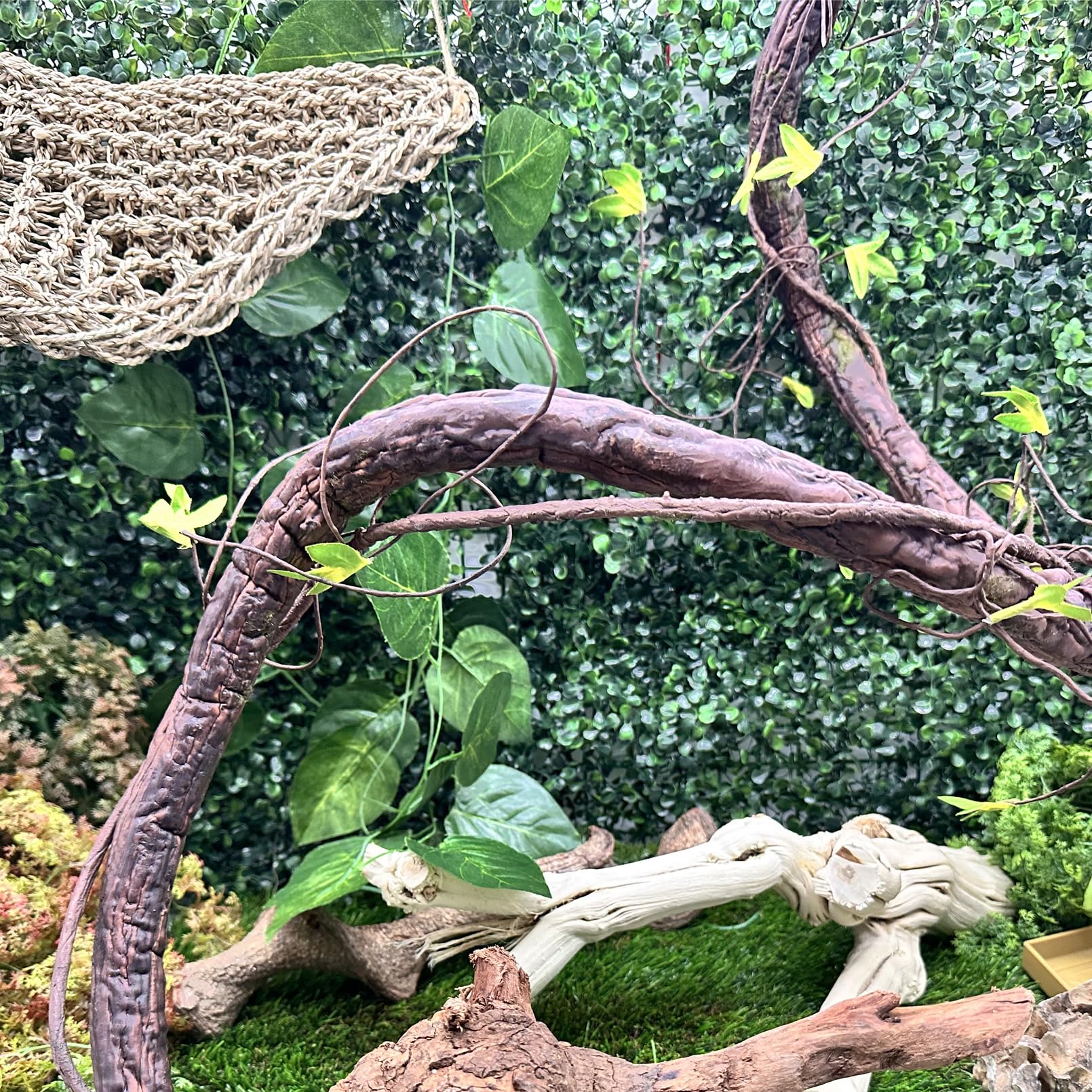 VCEPJH reptile vines enclosure with bearded dragon demonstrates enrichment through vertical climbing.