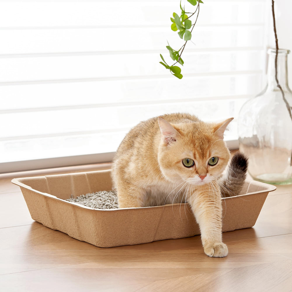 Vealind eco-friendly disposable tray highlights 100% recycled paper