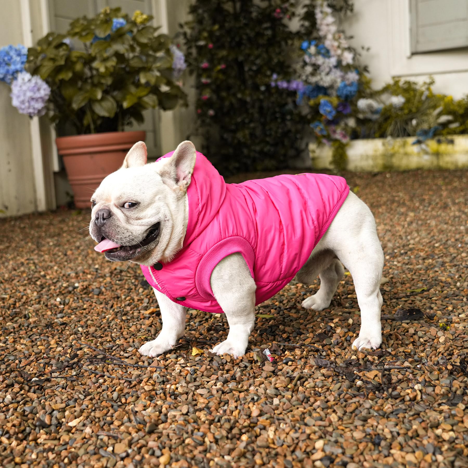 Vecomfy hoodie with snaps for easy on off during chilly walks.