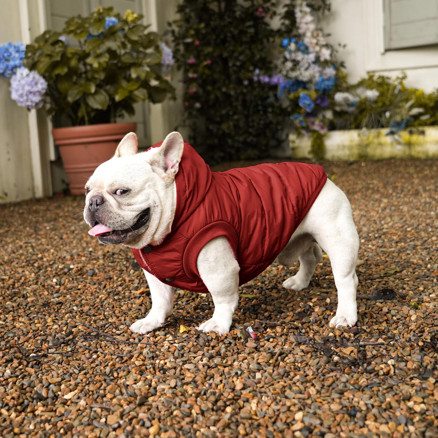 Vecomfy dog hoodie winter red snaps easy-on-off for quick outdoor trips