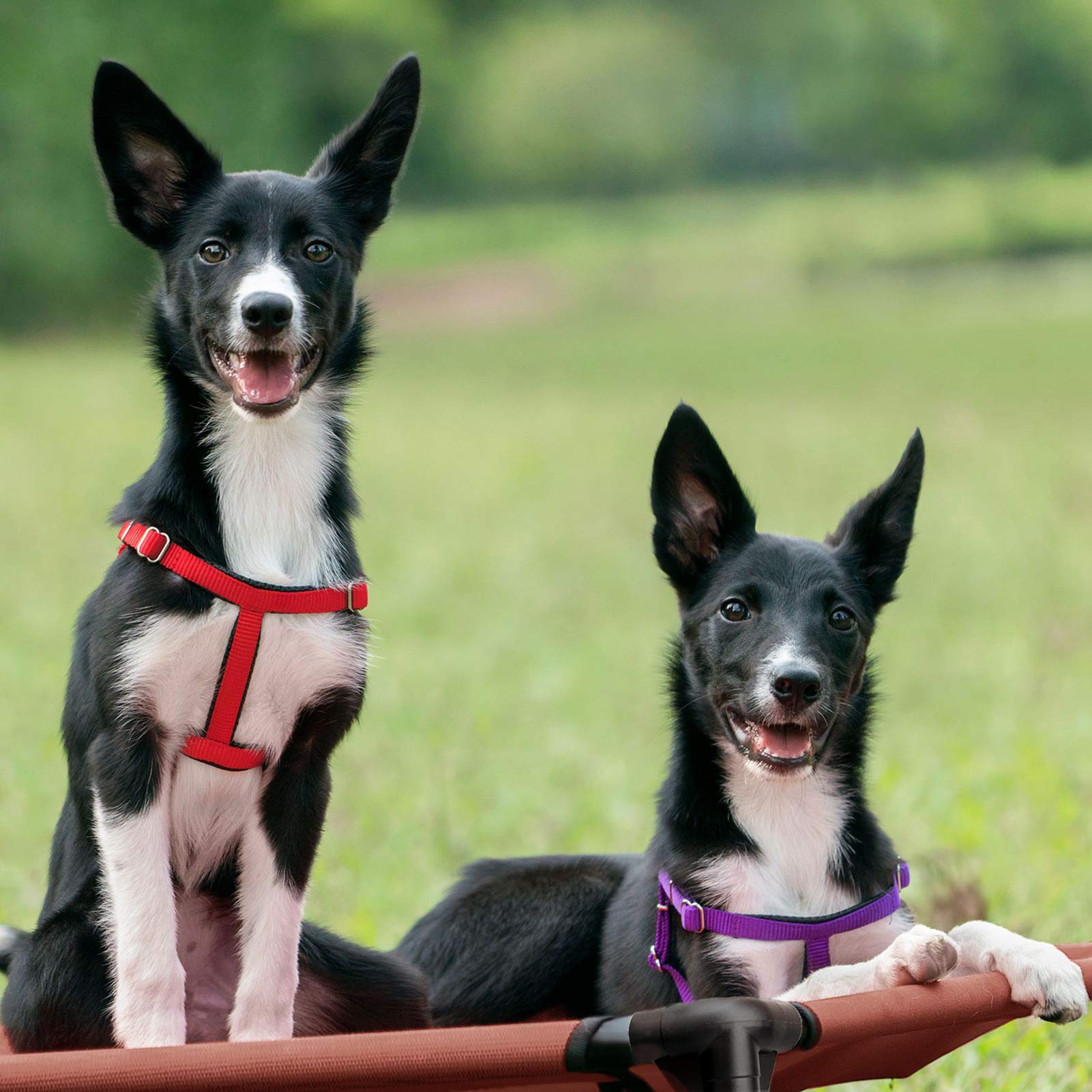 Veehoo portable pet cot ideal for travel and daily use.
