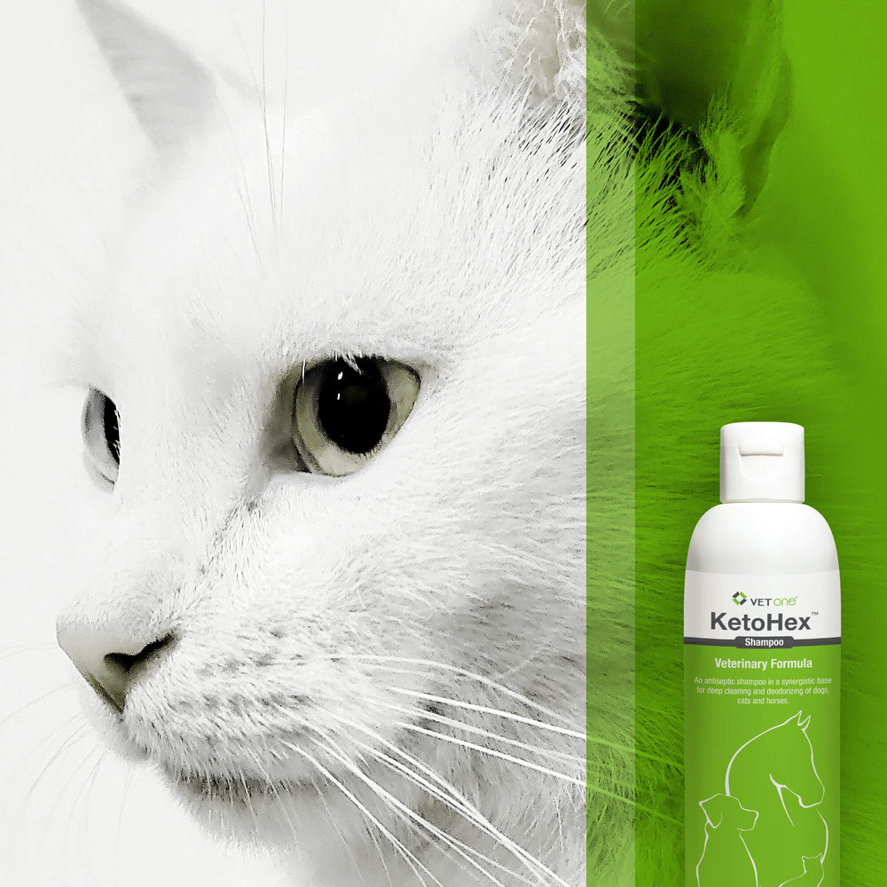 Vet One allergy shampoo bath-time setup helps owners maintain routine.