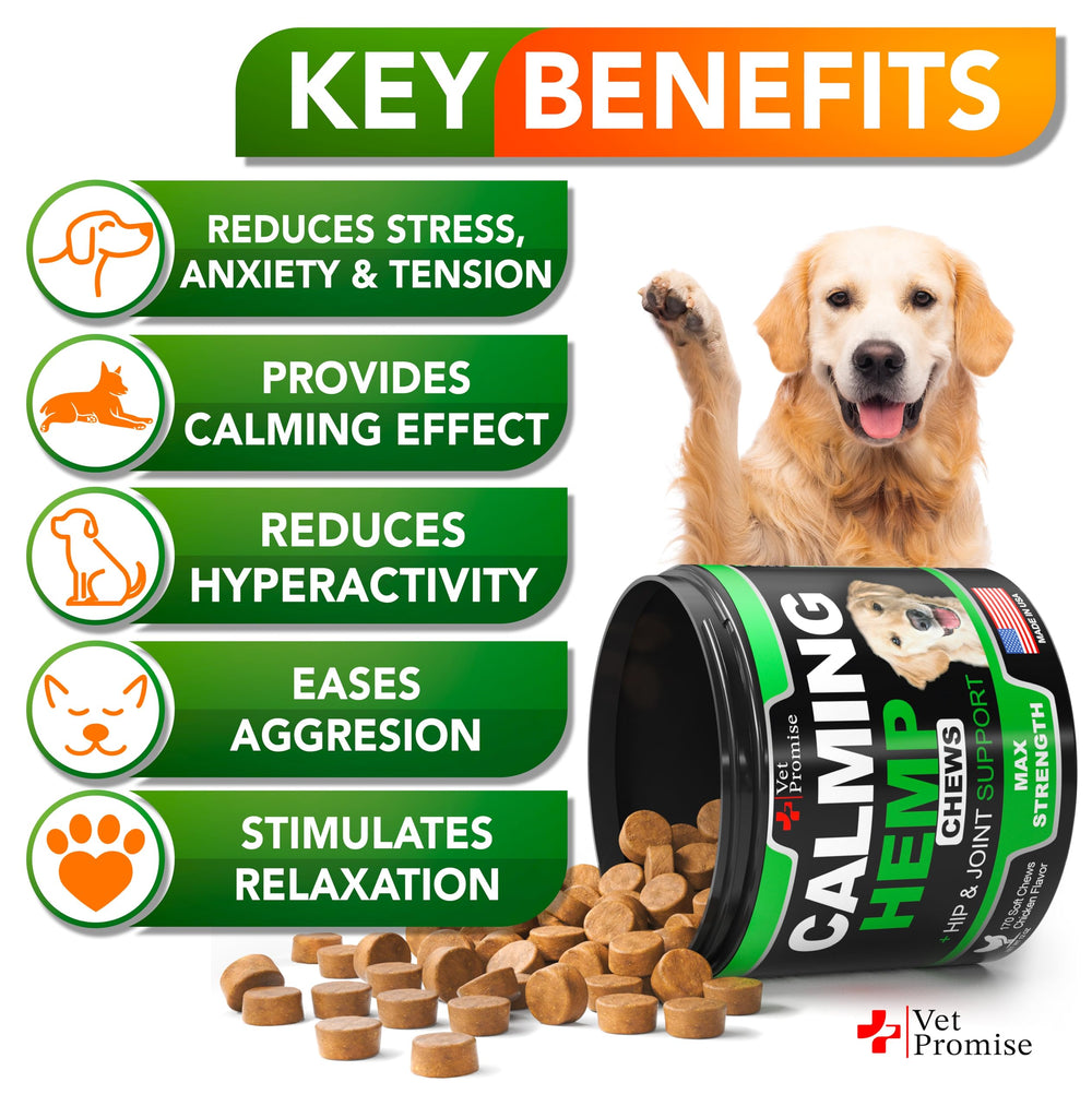 Vet Promise hemp calming chews dog relaxed on couch after walk