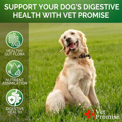 Vet Promise immune-support dogs image emphasizes broader health beyond digestion.