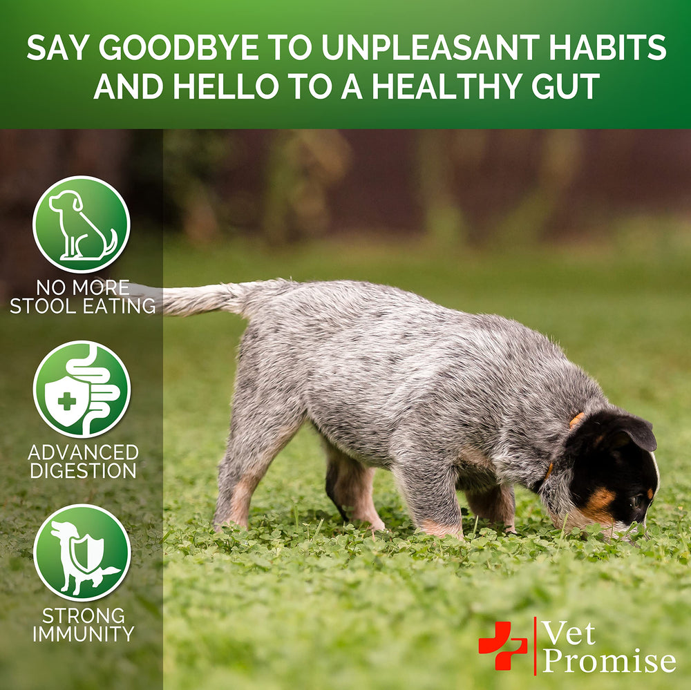 Vet Promise No Poo Chews with dog reward use supports digestion and healthier stool.