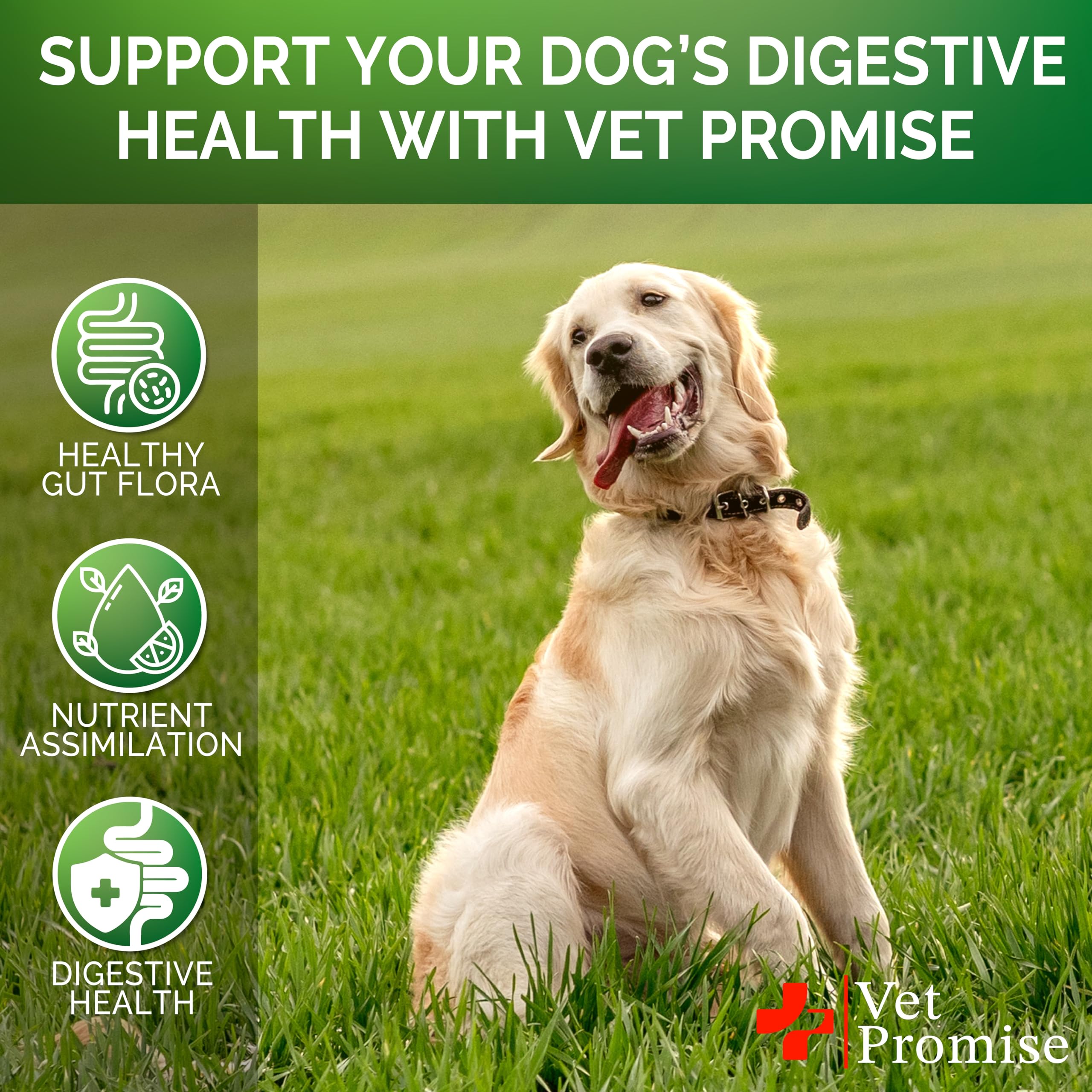Vet Promise Probiotics for Dogs paw photo hints at everyday vitality and skin support.