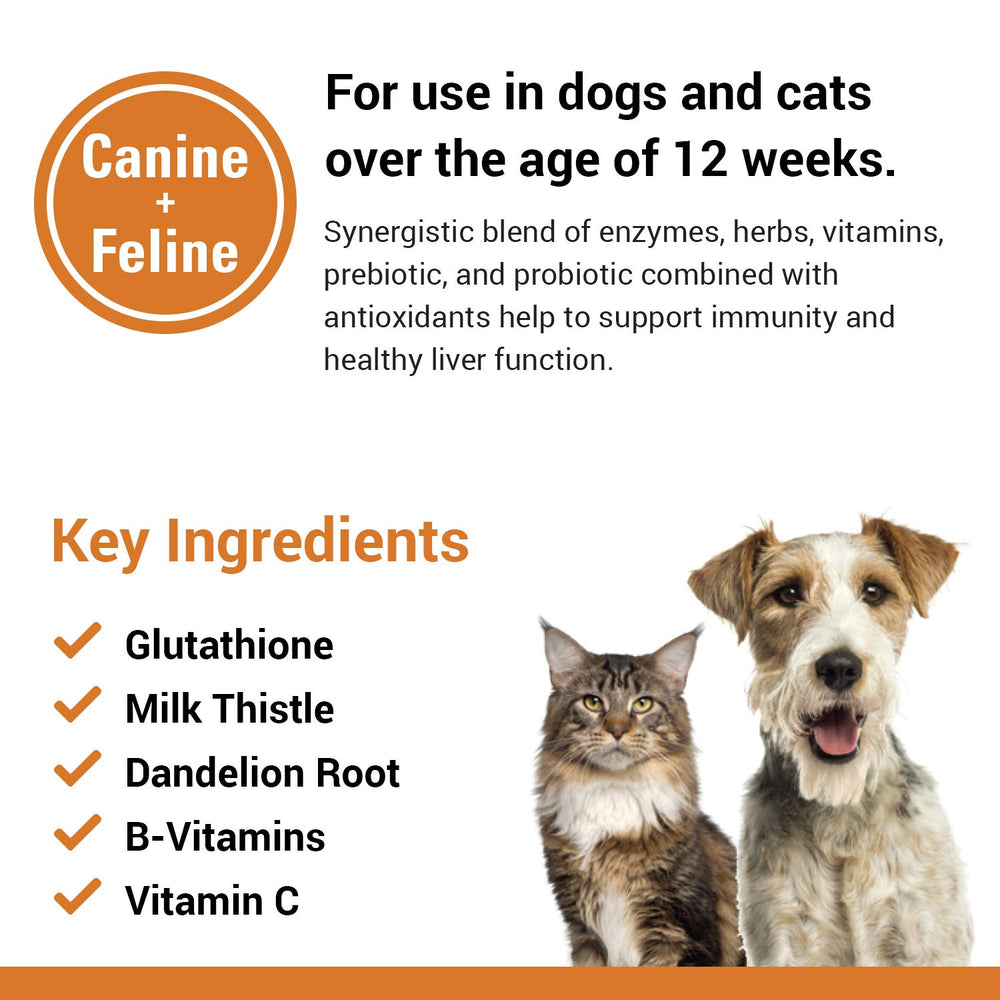 Vet Classics Liver Support for senior pets in a cozy home setting, promoting gentle wellness.
