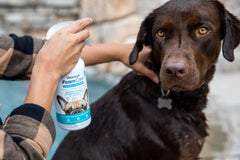 FoamCare aplicación en aerosol facilita la limpieza de mascotas.