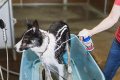 Vetericyn FoamCare foam-lather on a pet coat provides even, efficient coverage.