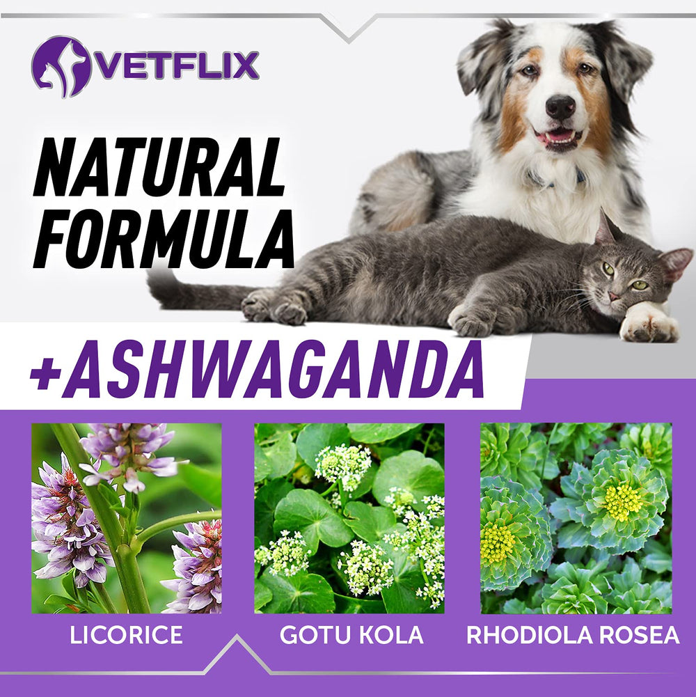 Vetflix Balance bottle being used with water for flexible administration options.