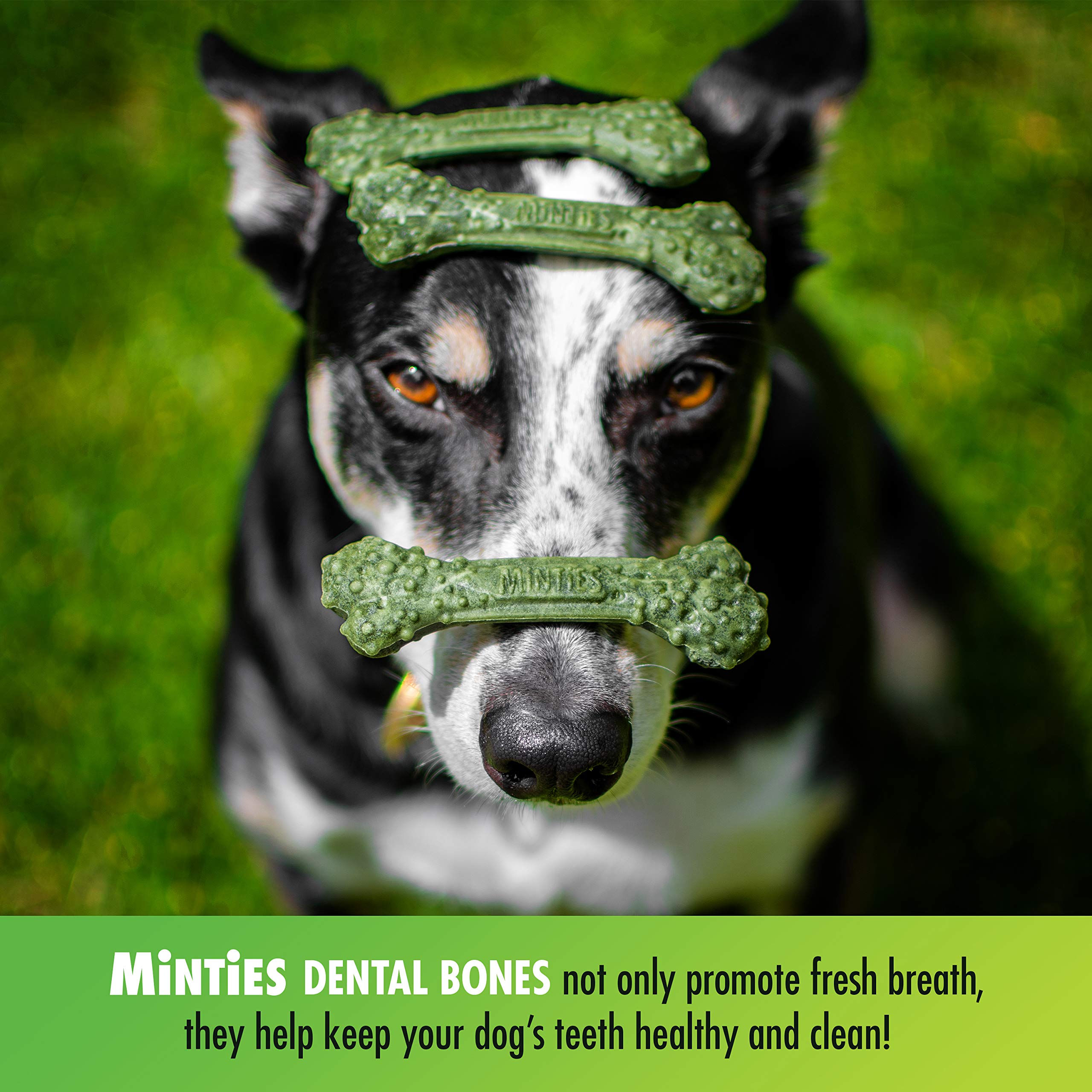 VetIQ Minties dog dental bone close-up highlights texture that helps clean teeth.