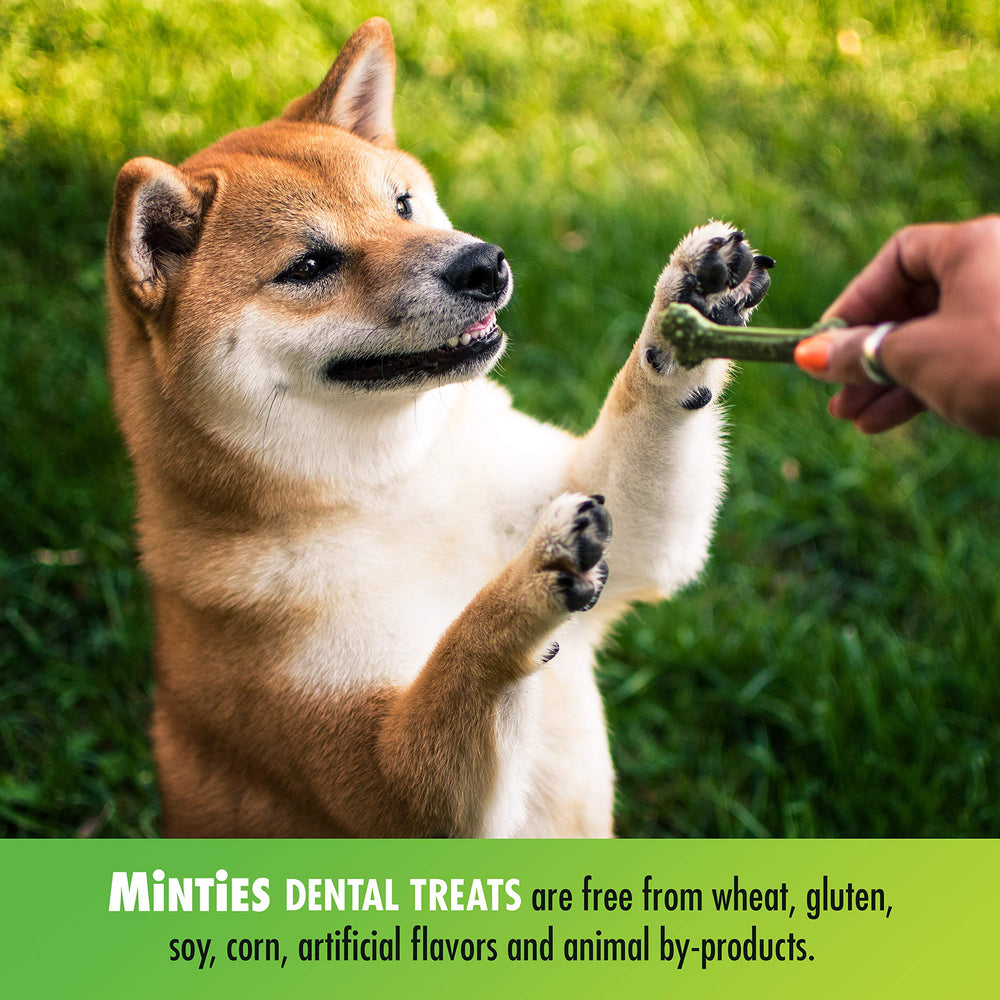 VetIQ Minties small-dog use scene shows tiny dog enjoying treat.